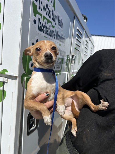 Adoptable Dog