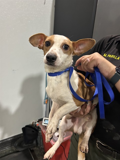 Adoptable Dog