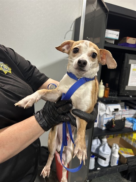 Adoptable Dog
