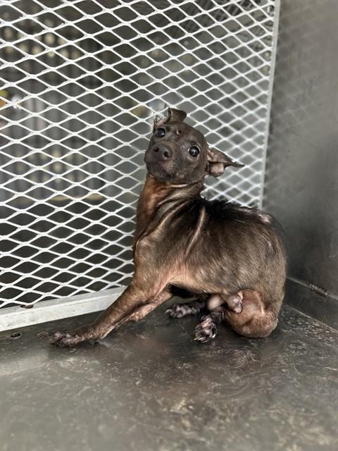 Adoptable Dog