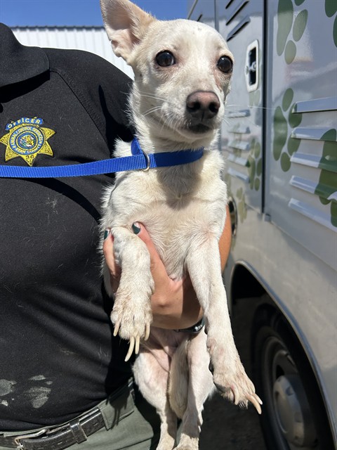 Adoptable Dog