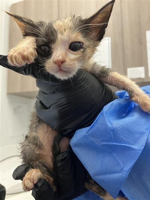 Adoptable Cat