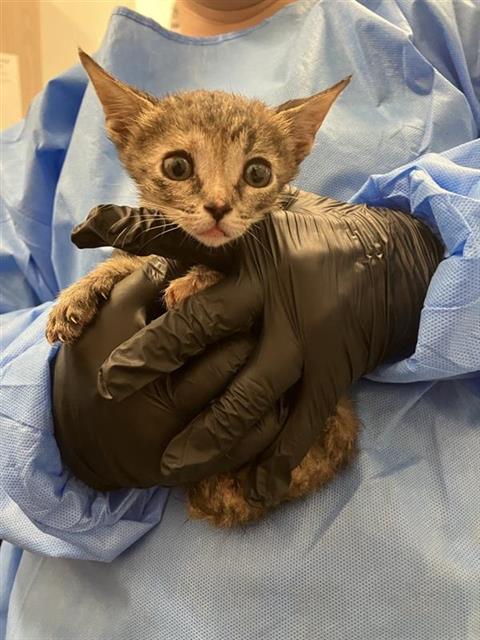 Adoptable Cat