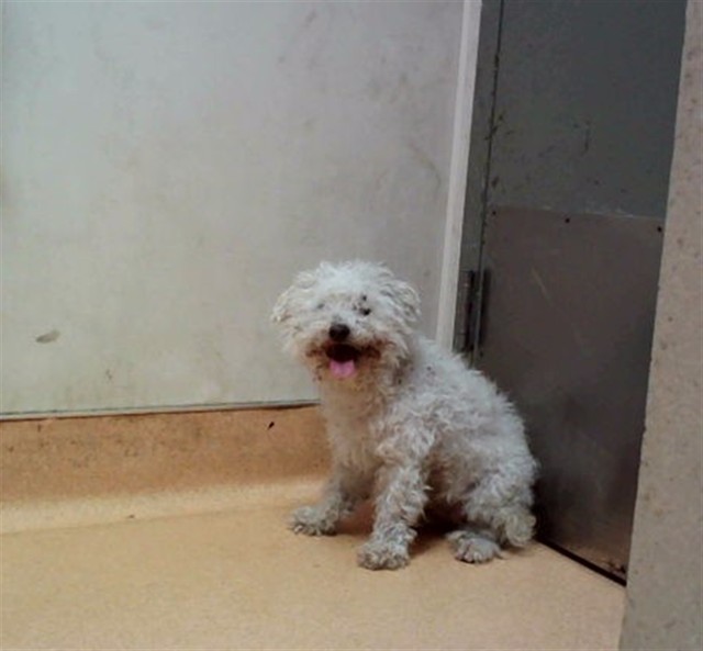 Adoptable Dog