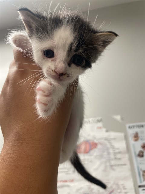 Adoptable Cat