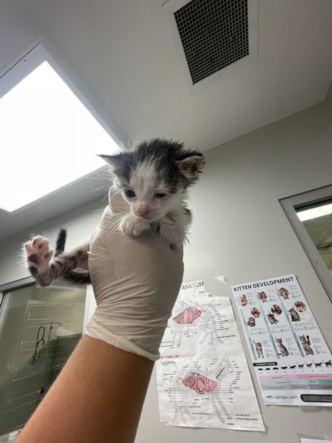 Adoptable Cat