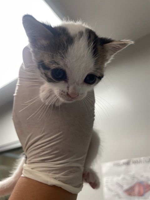 Adoptable Cat