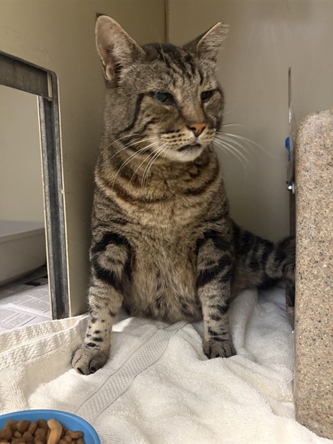 Adoptable Cat