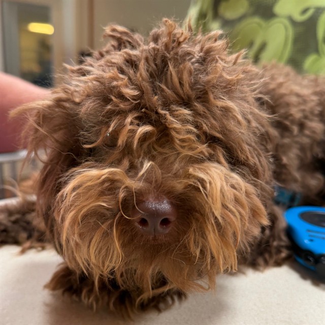 Adoptable Dog