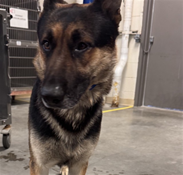 Adoptable Dog
