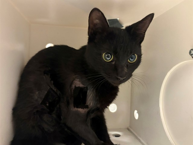 Onyx - Adoption Pending