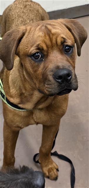 Adoptable Dog