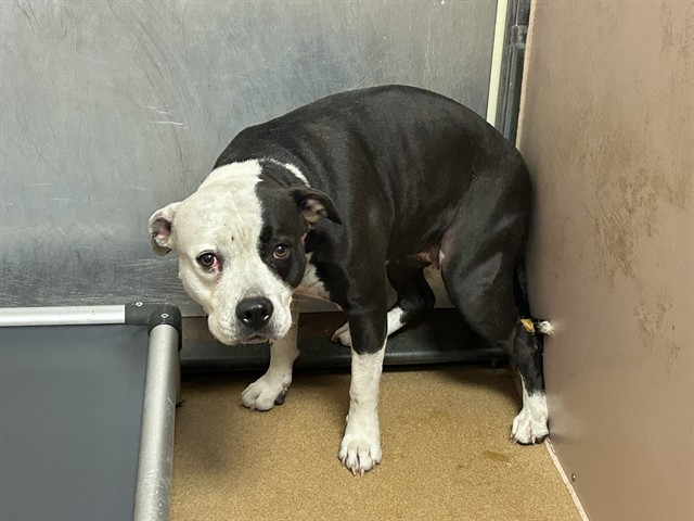 Adoptable Dog