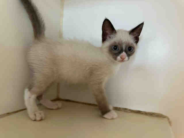 Meeko