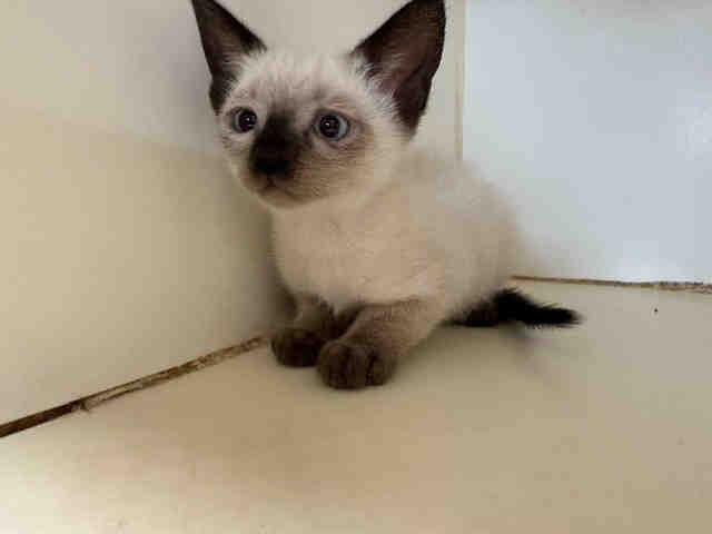 Suki