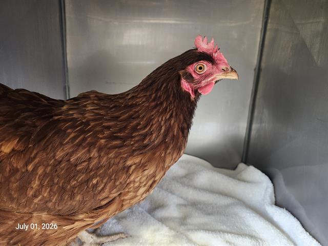 Adoptable Bird