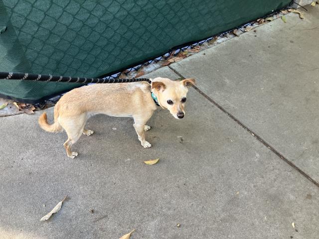 Adoptable Dog