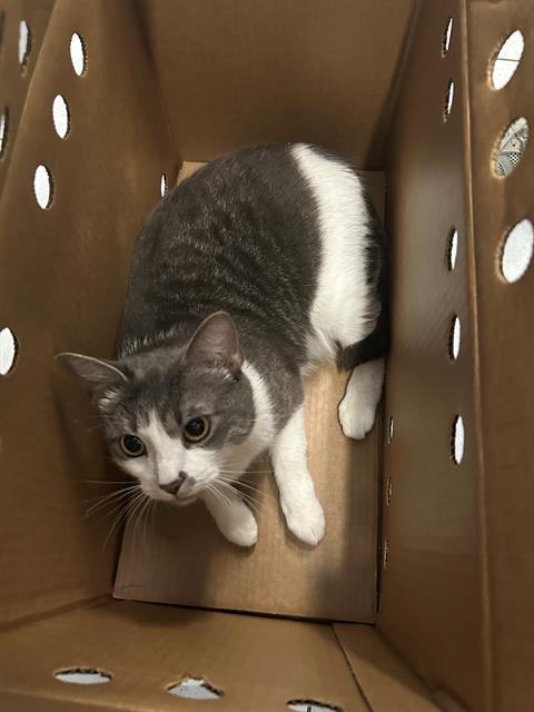 Adoptable Cat