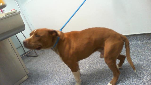 Adoptable Dog