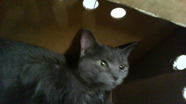 Adoptable Cat