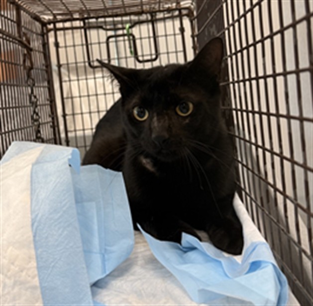 Adoptable Cat