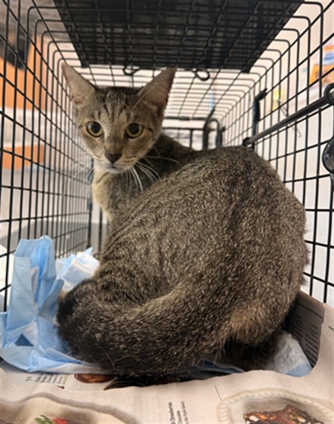 Adoptable Cat