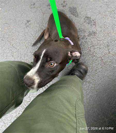 Adoptable Dog
