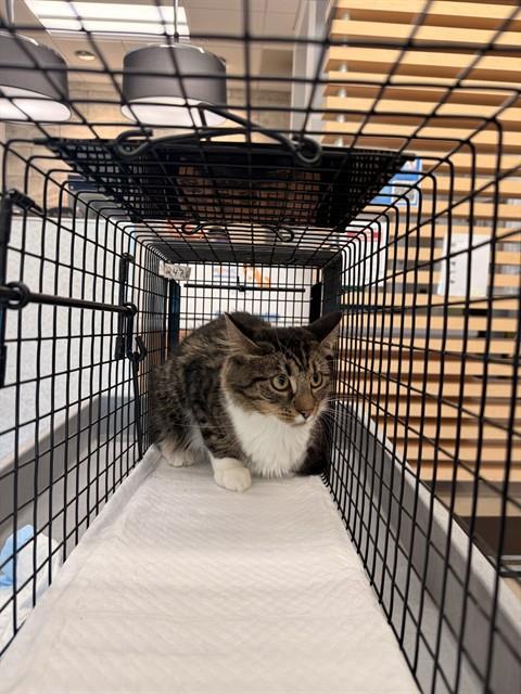 Adoptable Cat