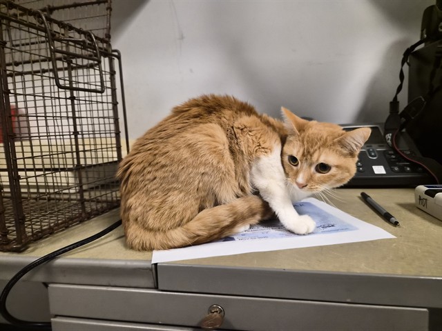 Adoptable Cat