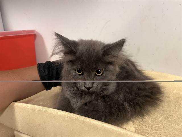 Adoptable Cat