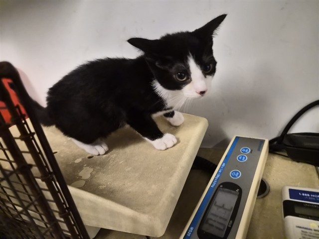 Adoptable Cat