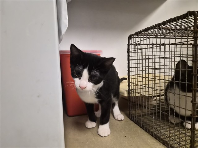 Adoptable Cat