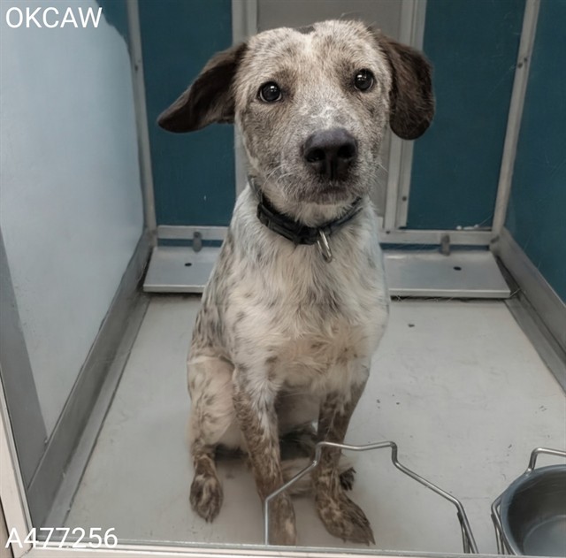 Adoptable Dog