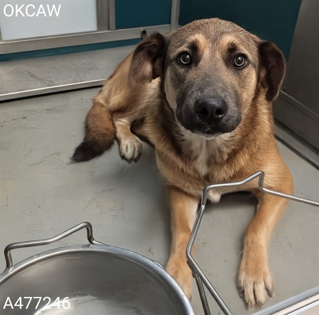 Adoptable Dog