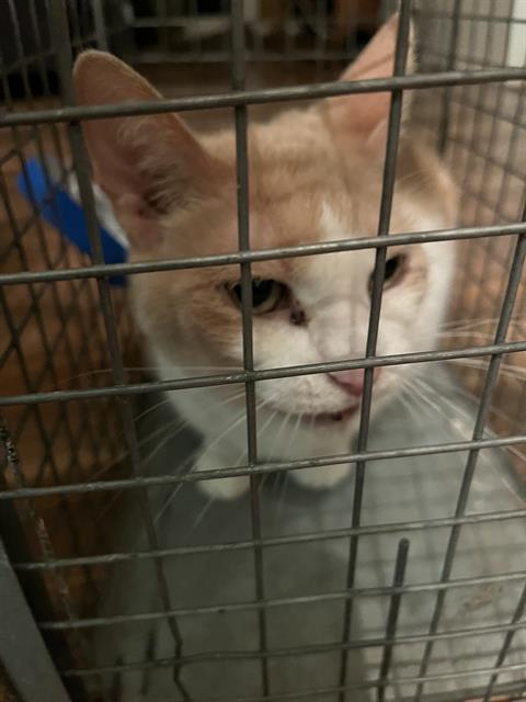 Adoptable Cat