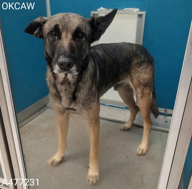 Adoptable Dog