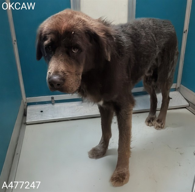 Adoptable Dog