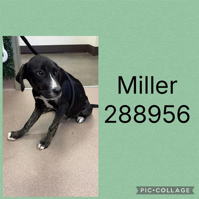 Miller