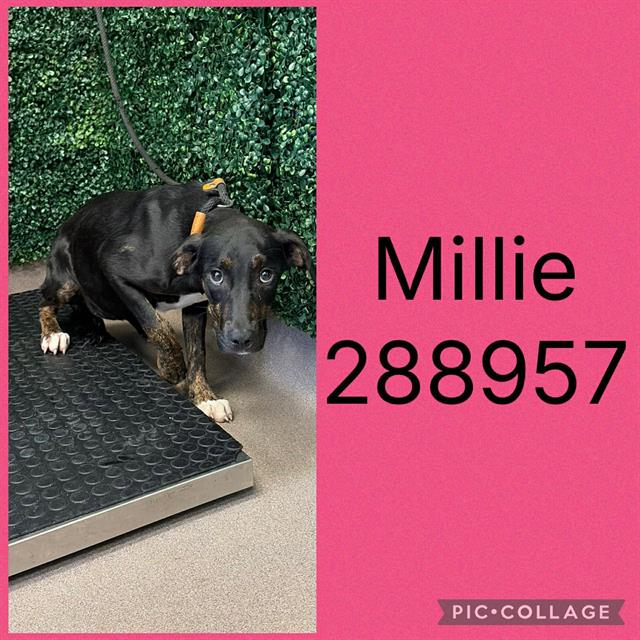Millie