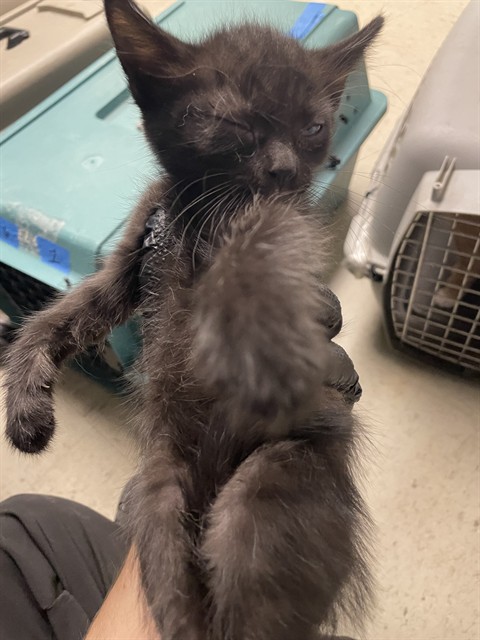 Adoptable Cat