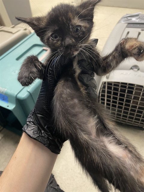Adoptable Cat