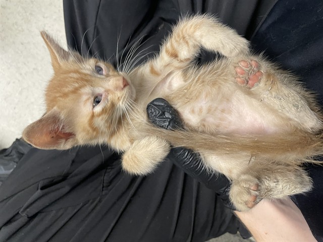 Adoptable Cat