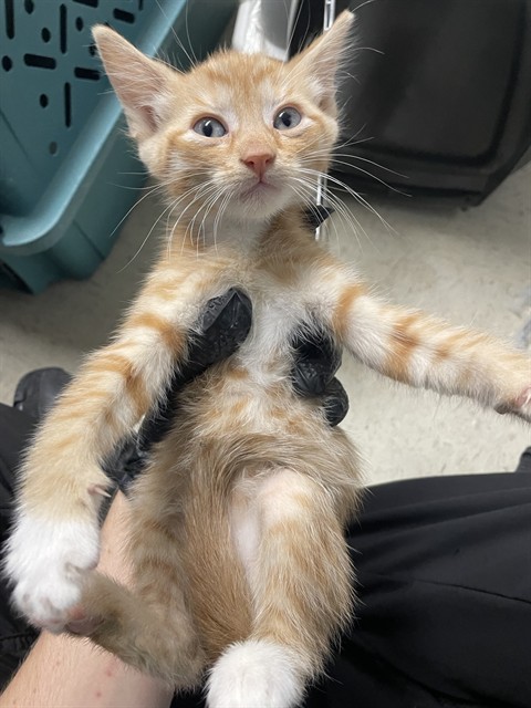 Adoptable Cat
