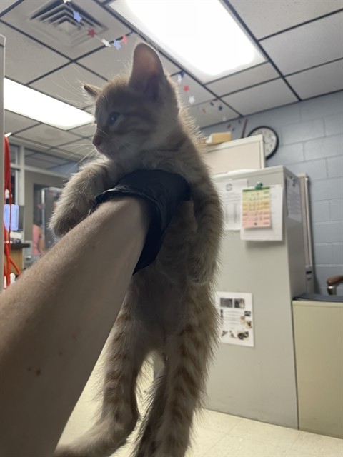 Adoptable Cat