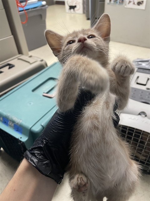 Adoptable Cat