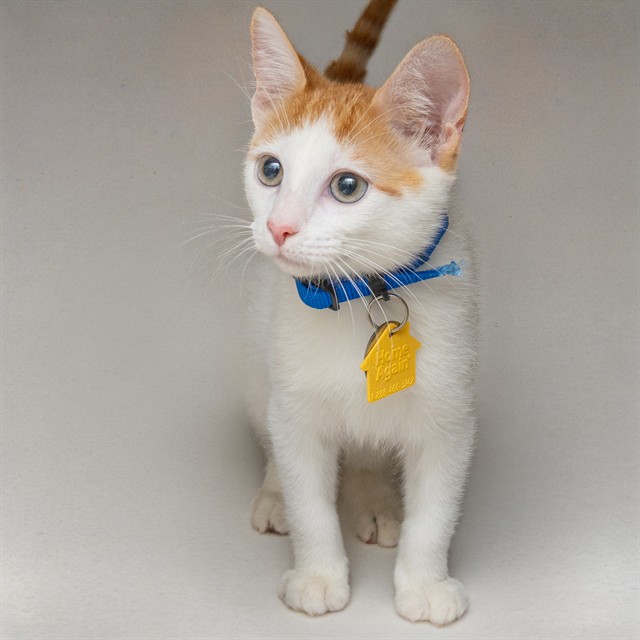 Finn