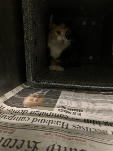 Adoptable Cat