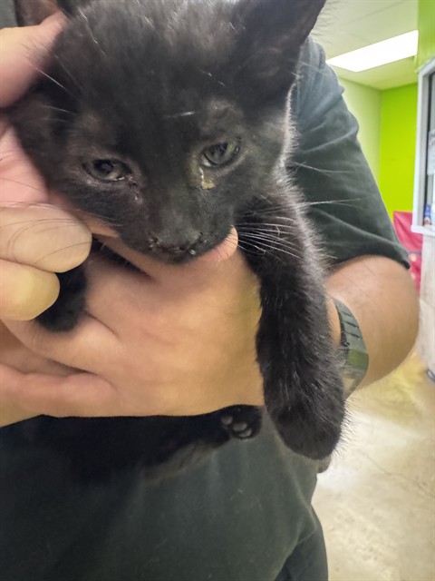 Kit-Kat