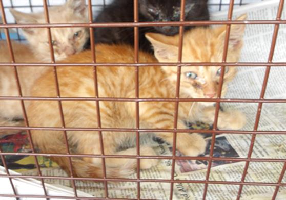 Adoptable Cat
