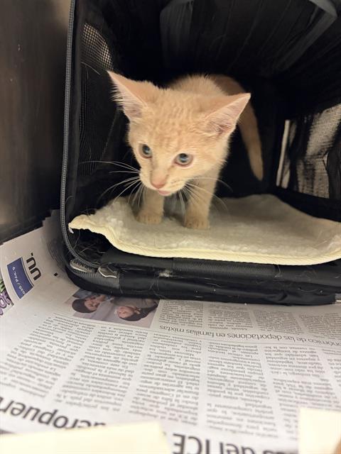Adoptable Cat